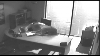 На очередной встрече телка позволяет трахнуть себя сразу в два ствола